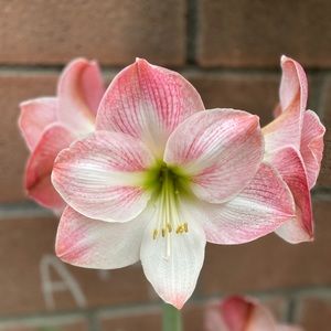 Meet your Posher, Anne